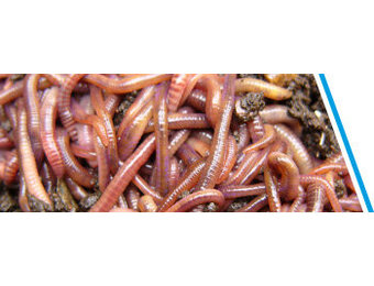 MESTPIEREN 40-50 STUKS