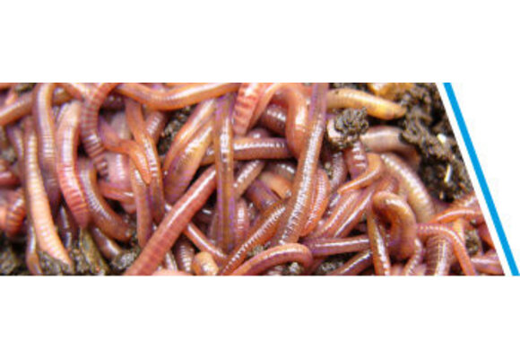 MESTPIEREN 40-50 STUKS