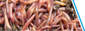 MESTPIEREN 40-50 STUKS