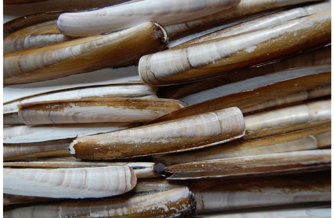 SCHEERMESSEN / MESHEFTEN IN BAKJE