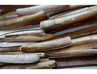 SCHEERMESSEN / MESHEFTEN IN BAKJE