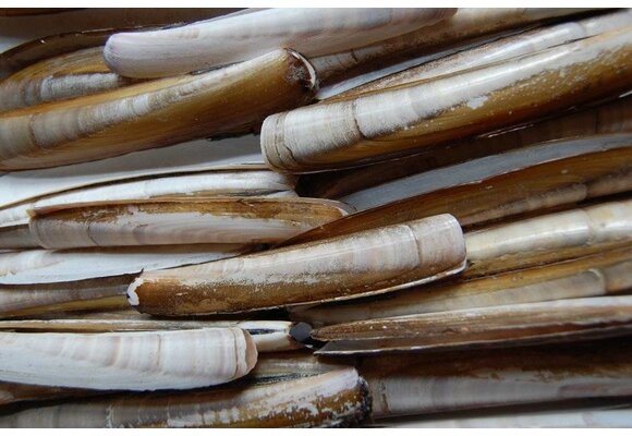 SCHEERMESSEN / MESHEFTEN IN BAKJE