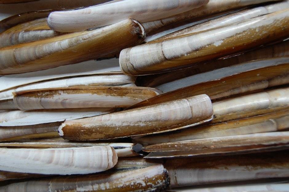 SCHEERMESSEN / MESHEFTEN IN BAKJE