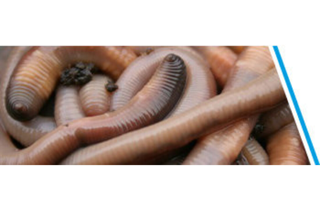 DAUWWORMEN CA. 30 STUKS