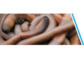 DAUWWORMEN CA. 30 STUKS