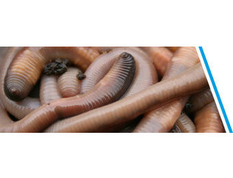 DAUWWORMEN CA. 30 STUKS