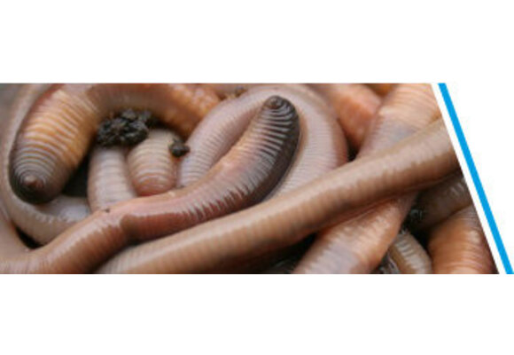 DAUWWORMEN CA. 30 STUKS