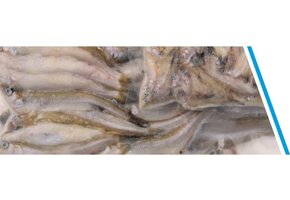 SPIERING KLEIN ZAKJE 250GR