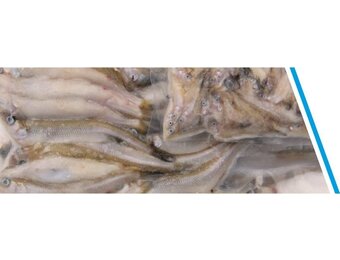 SPIERING KLEIN ZAKJE 250GR