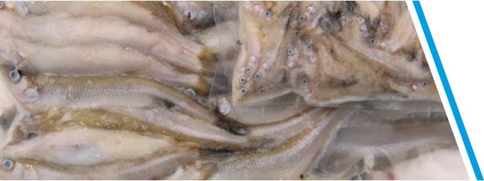 SPIERING KLEIN ZAKJE 250GR