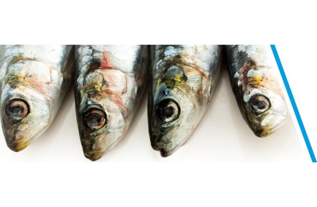 SARDINES P/3