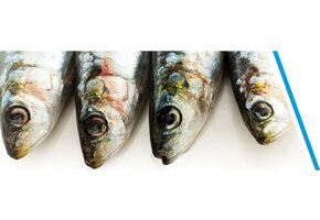 SARDINES P/3