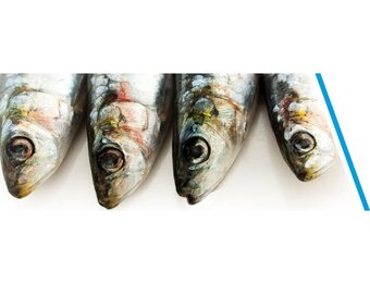 SARDINES P/3