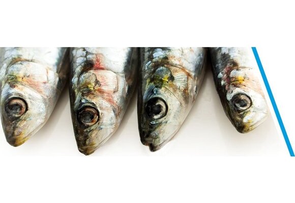 SARDINES P/3