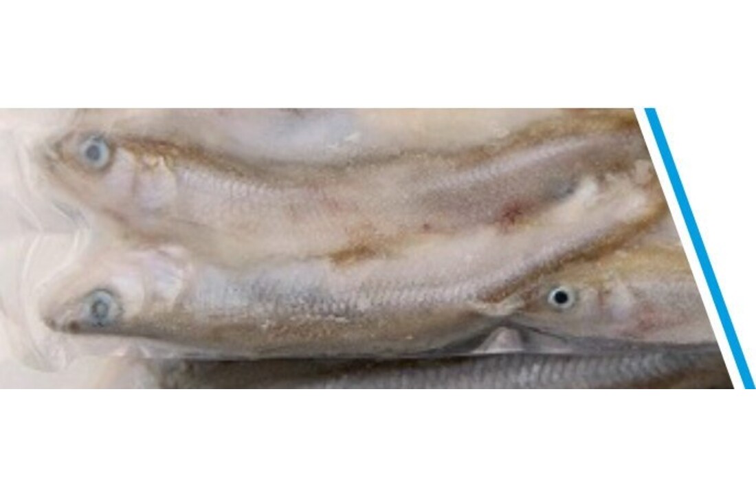 SPIERING GROOT DOOSJE 200 GRAM