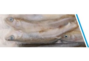 SPIERING GROOT DOOSJE 200 GRAM