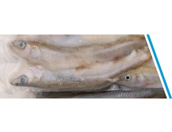 SPIERING GROOT DOOSJE 200 GRAM