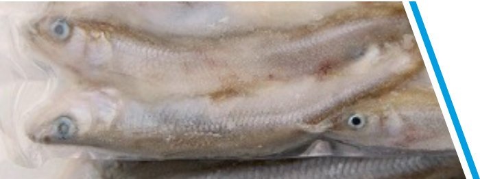 SPIERING GROOT DOOSJE 200 GRAM