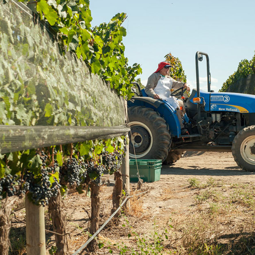 Vinos de La Luz Mendoza