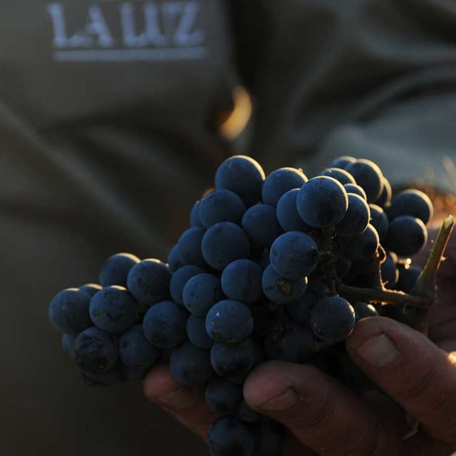 Vinos de La Luz Toscane