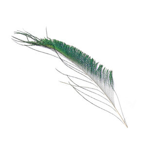 Fly Scene Peacock Swords Peacock Swords