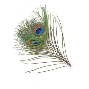 Fly Scene Peacock Eyes Peacock Eyes
