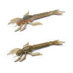 DRGN Nays Baits DRGN