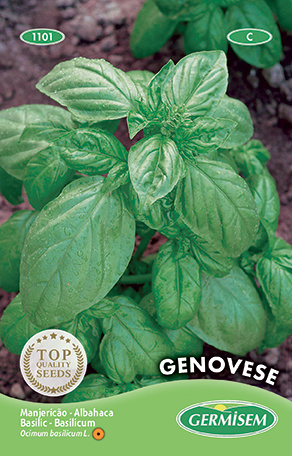 Basilicum Genovese