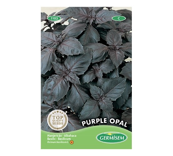 Basilicum rode Purple Opal