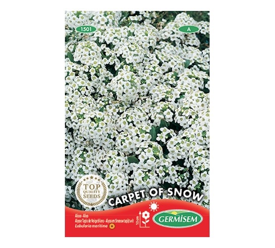Alyssum Sneeuwtapijt wit