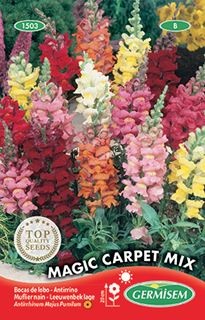 Antirrhinum lage magic carpet mixed