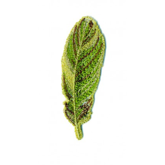 Strijkapplicatie - golden feather kaki