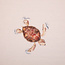 Turtle - katoentricot