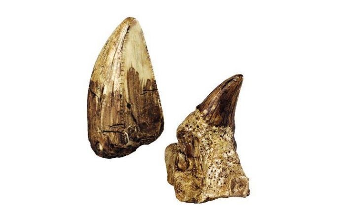 Expeditie Natuur Uithakset