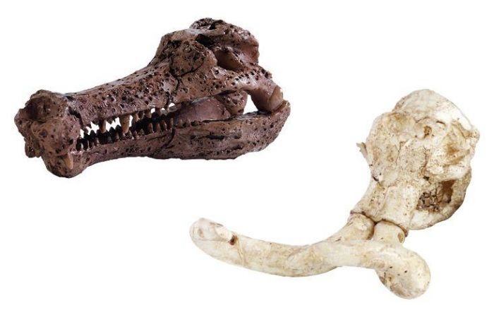 Expeditie Natuur Uithakset