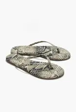 Tkees Slipper Sand Snake