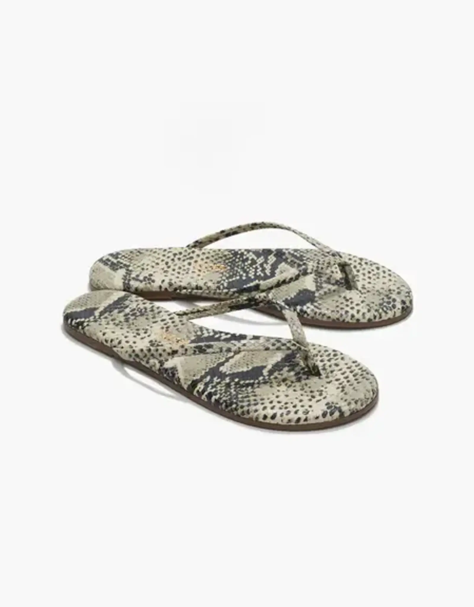 Tkees Slipper Sand Snake