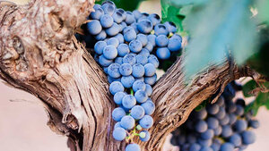 Do organic and biodynamic wines taste better?