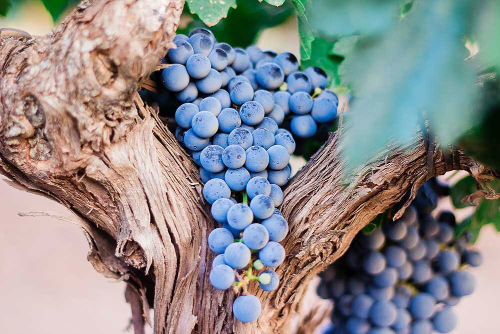 Do organic and biodynamic wines taste better?