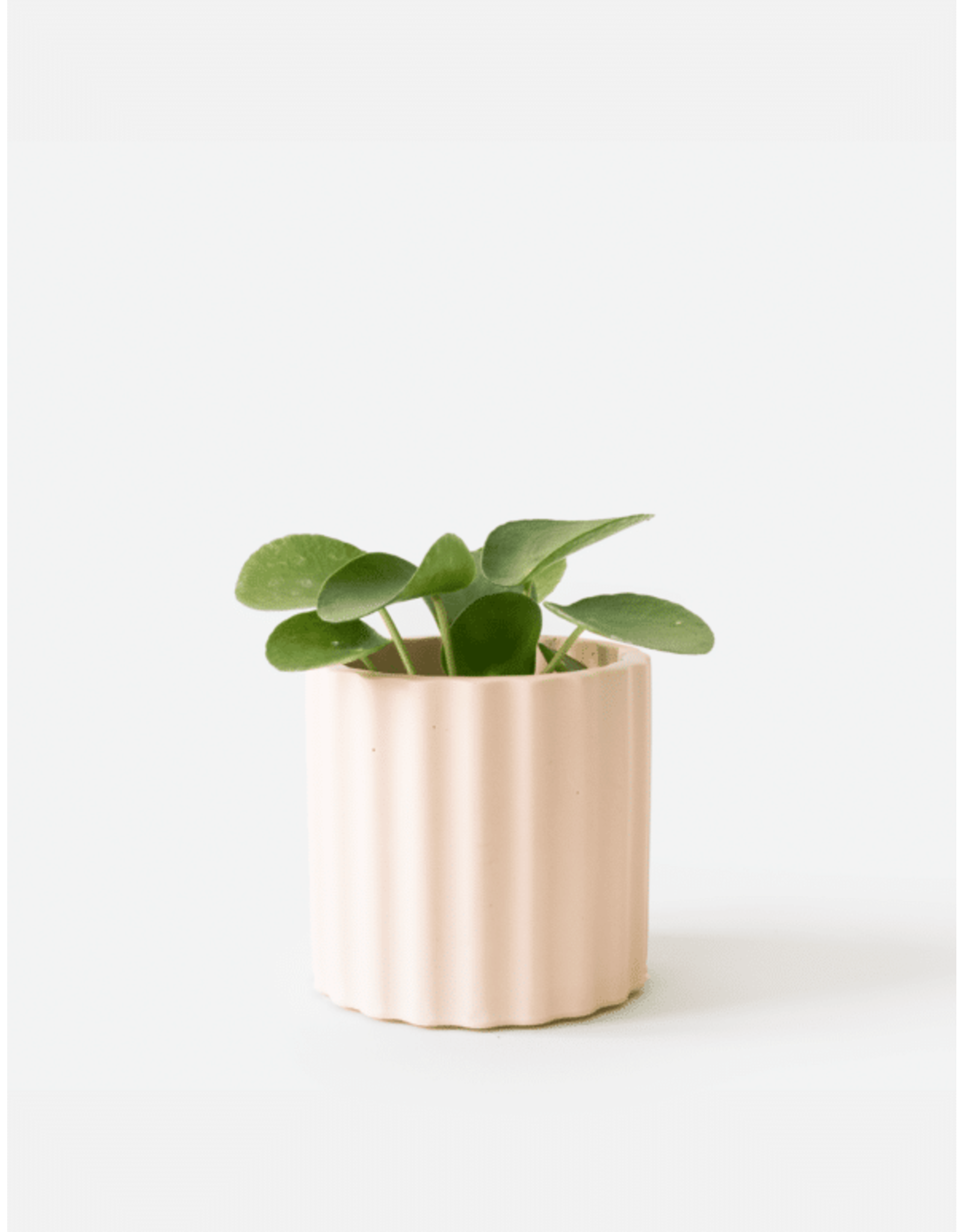 Bloempotje Mila