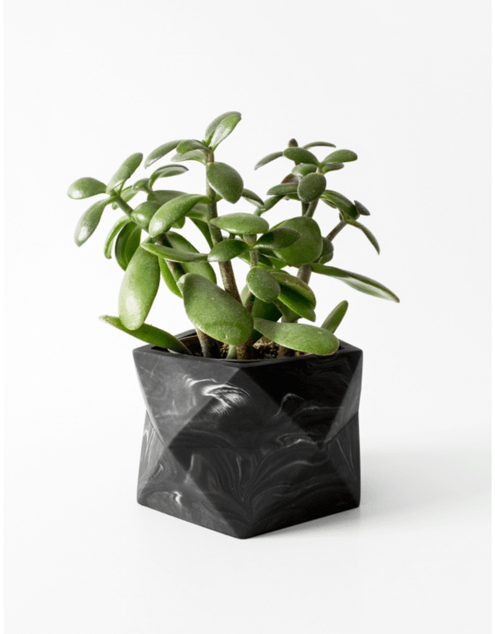 Bloempot Palua (dia 8.5cm)