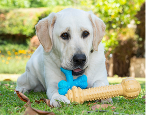 Volwassen honden