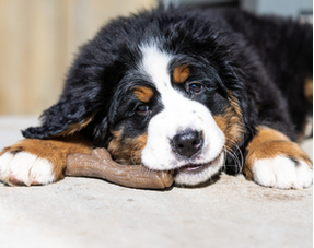 Nylabone Puppy 