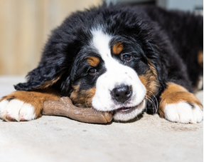 Puppies