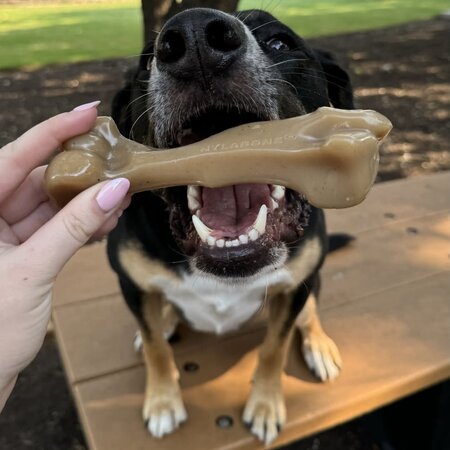 Nylabone Strong Chew Gourmet Style Original  en  Femur Bone  Large – Duo Pack