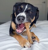 Nylabone Strong Chew Gourmet Style Femur Bone Dog Chew Toy Large