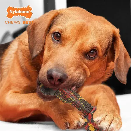 Nylabone Rubberen hondenspeeltje Strong chew bacon cheeseburger medium