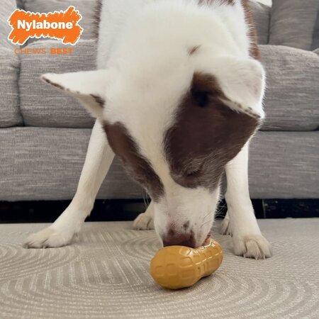 Nylabone Strong chew peanut spread toy peanut butter medium
