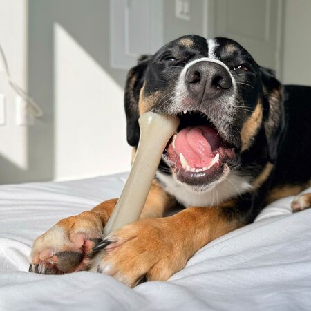 Nylabone Gourmet Style Strong Chew Knuckle Bone XL