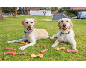 Nylabone Aanbiedingen 